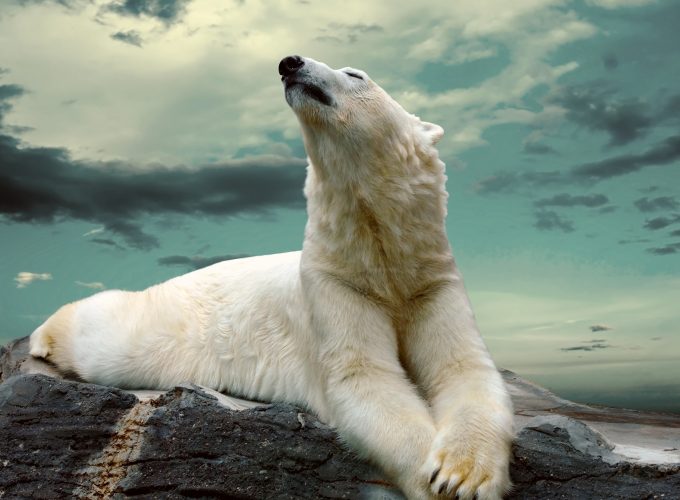 Wallpaper polar bear, cute animals, sky, clouds, 8k, Animals 2958718481